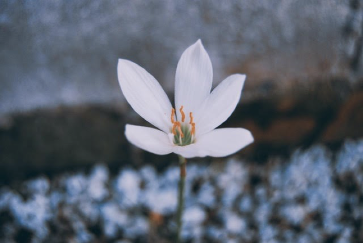 White flower with yellow stamens