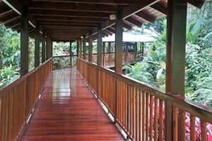 A mahogany-colored wooden walkway winding through the lush costa rican rainforest, covered for when it rains.