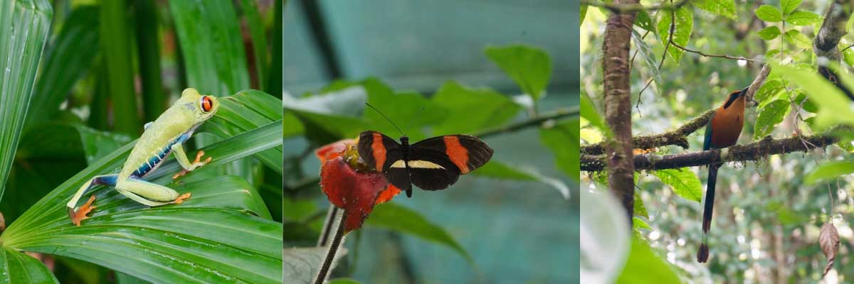 Three photos in a row: a bright green treefrog on a leaf, a black and red butterfly on a leaf, and a bird with a long black tail and a yellow red body and head perched on a branch.