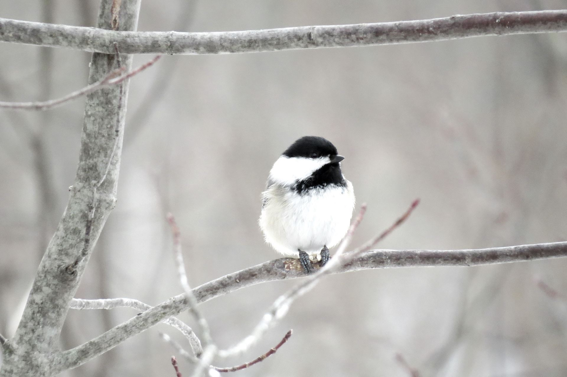 bird-chickadee