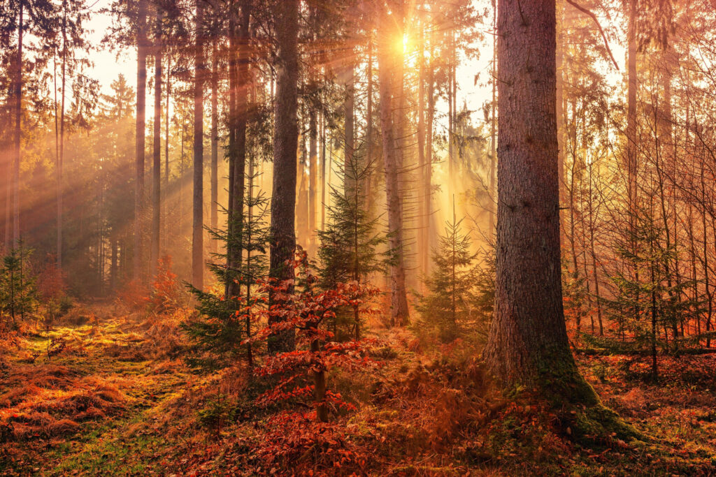 Light shining through forest