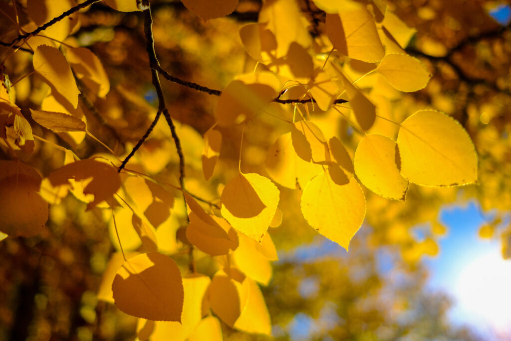 Light shining through yellow leaves