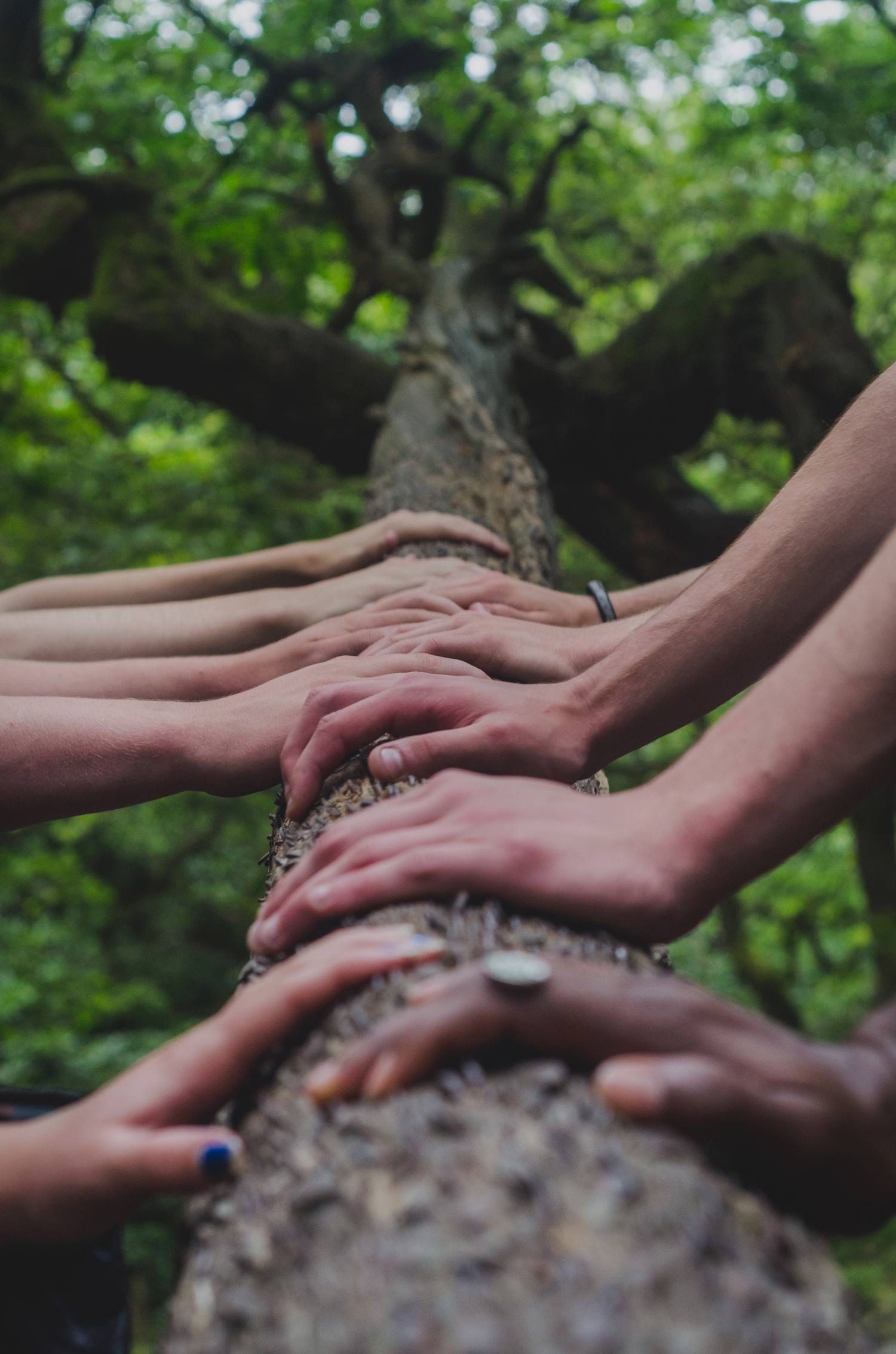 The hands of several people resting side by side on a log in the deciduous forest 