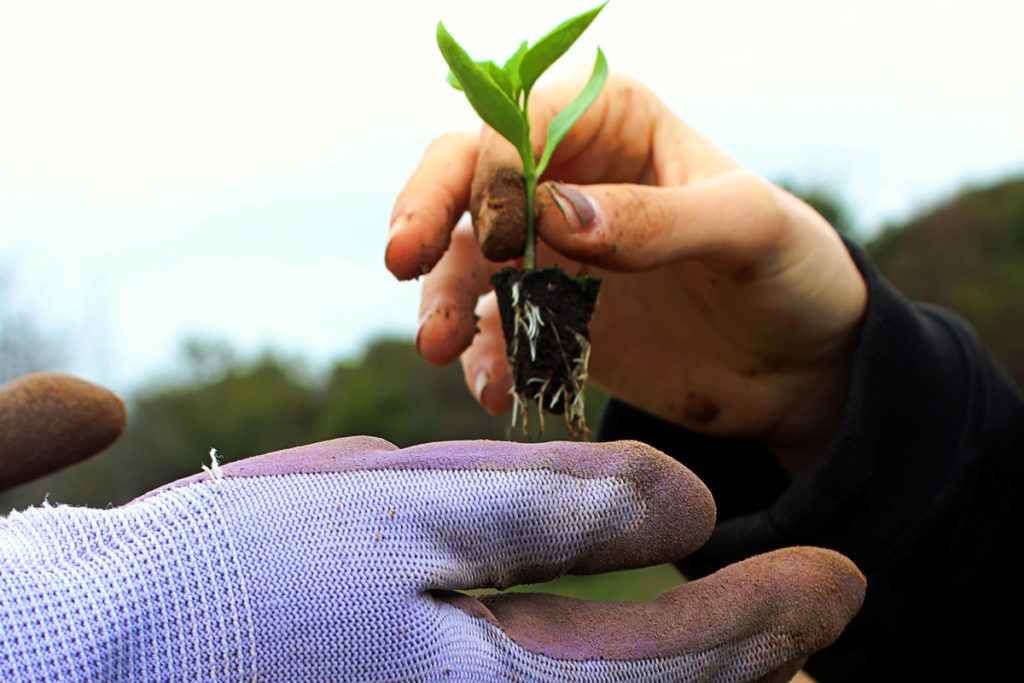 A plant seedling being handed from one person to another