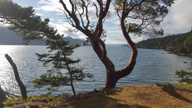 A view through the madrona trees of the bay on a sunny day at Indralaya Retreat center on Orcas Island, WA