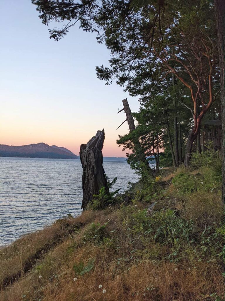 A madrona tree stump on a grassy cliff, looking out at Eastsound bay on orcas island while a golden sunset dims.