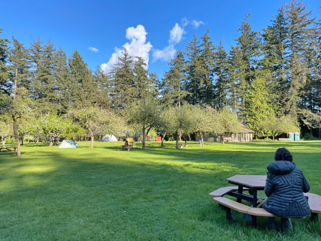 An adult in a black jacket sits at a picnic table with their back to the camera. The table is in a green grassy field with apple trees, firs beyond, and blue sky above.
