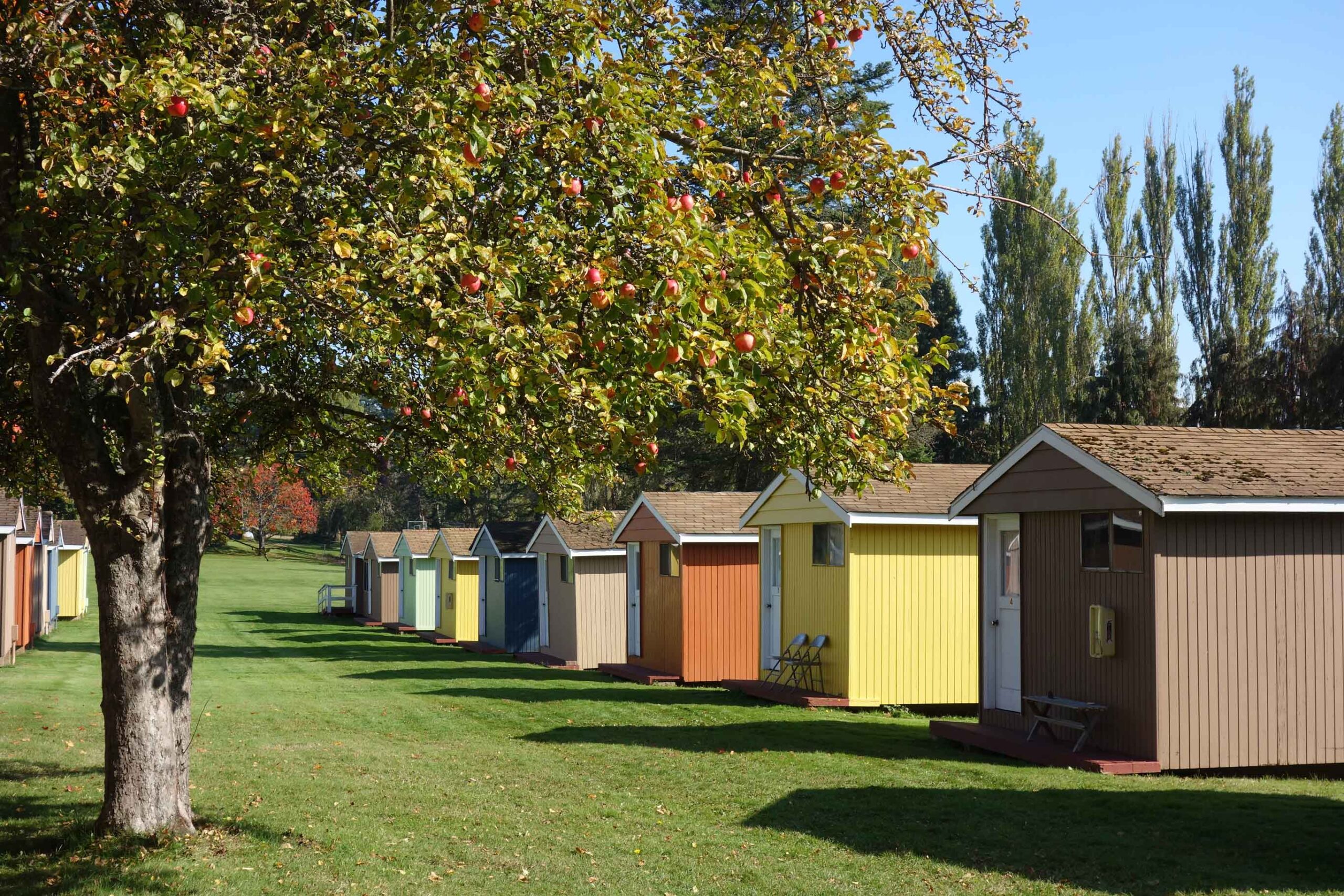 A tree full of apples next to a row of colorfully painted cabins at samish island mindfulness retreat center.