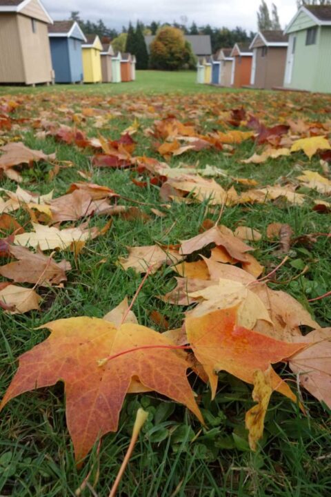 fall-leaves-samish-island-retreat-center-mindfulness-meditation-seattle-area-puget-sound-skagit-whatcom