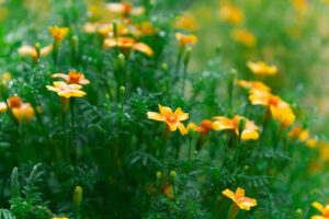 damp orange flowers in a field