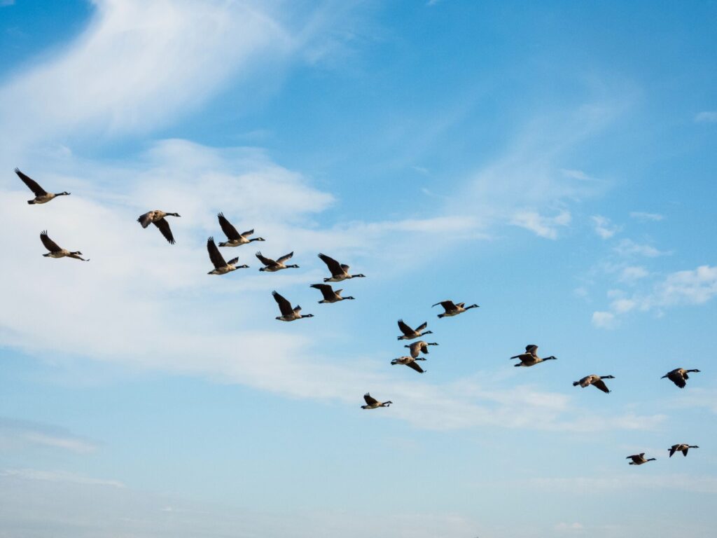 Geese flying 