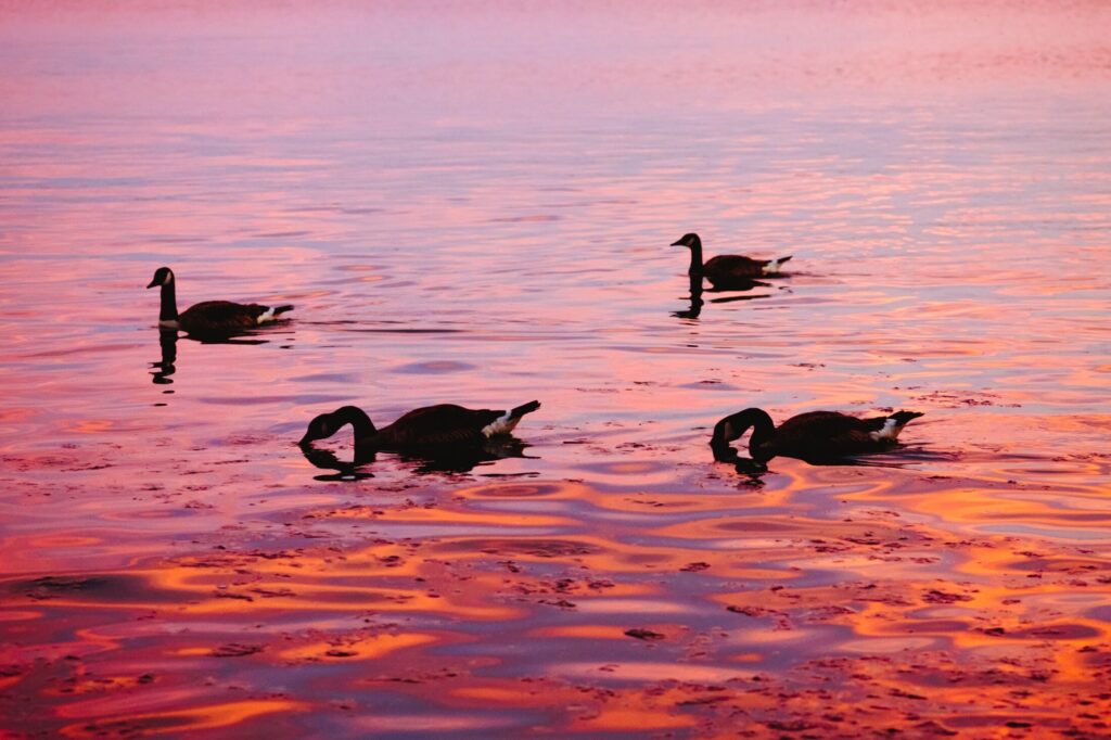 Geese on Sunset Water