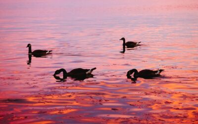 Wild Geese: Poetry and Mindfulness PracticeAn article by Tim BurnettApril 2022