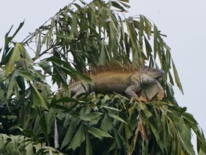 A dog-sized iguana in a tropical tree.