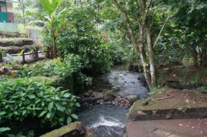 A small creek winding through the costa rican rainforest.