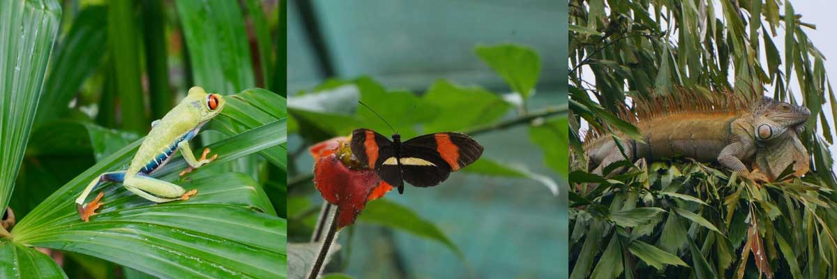 Three photos in a row: a bright green treefrog on a leaf, a black and red butterfly on a leaf, and a large brown and green iguana in a palm tree.