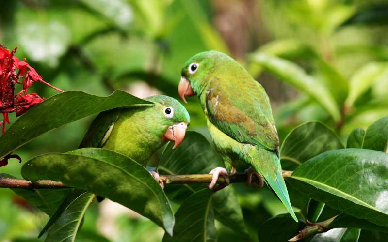 Two green Macaw parrots, looking at the camera as tehy perch together on a leafy branch in the rainforest.
