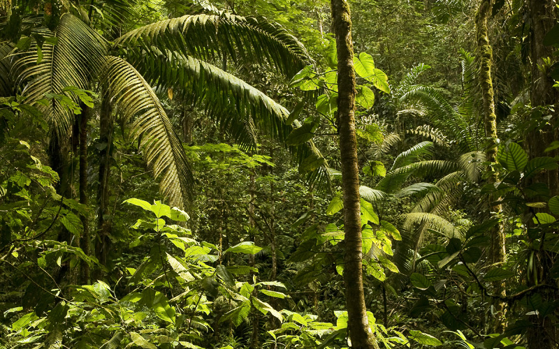 Lush ferns, vines and moss cover trees as the sun shines through the canopy of the rainforest.