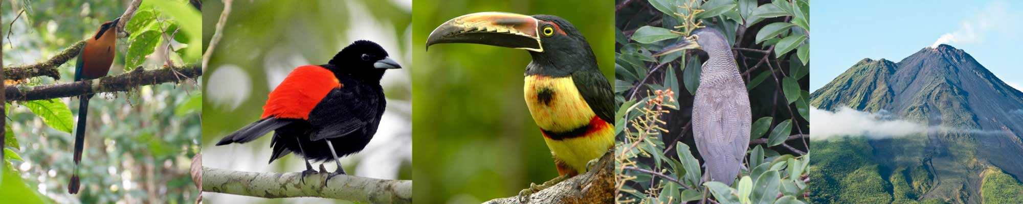 Five images in a row: a motmot bird with an orange body and long tail perched on a branch; a tanager with black body and red wings perched on a branch; a toucan with a yellow breast and black and yellow beak; a grey heron in the brush from behind; a dormant volcano covered in trees.