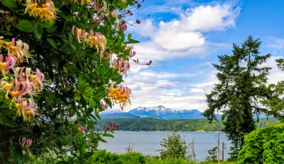 yellow flowers dangle from a green vine, with a view of hood canal, fir trees and a blue partly-cloudy sky behind.
