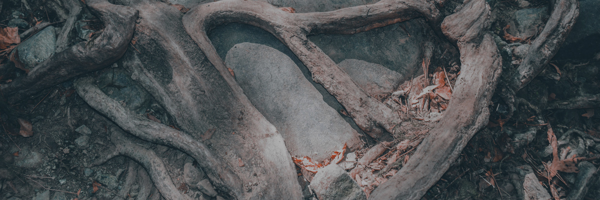 Going Deeper with Wisdom and Compassion - Mindfulness Northwest