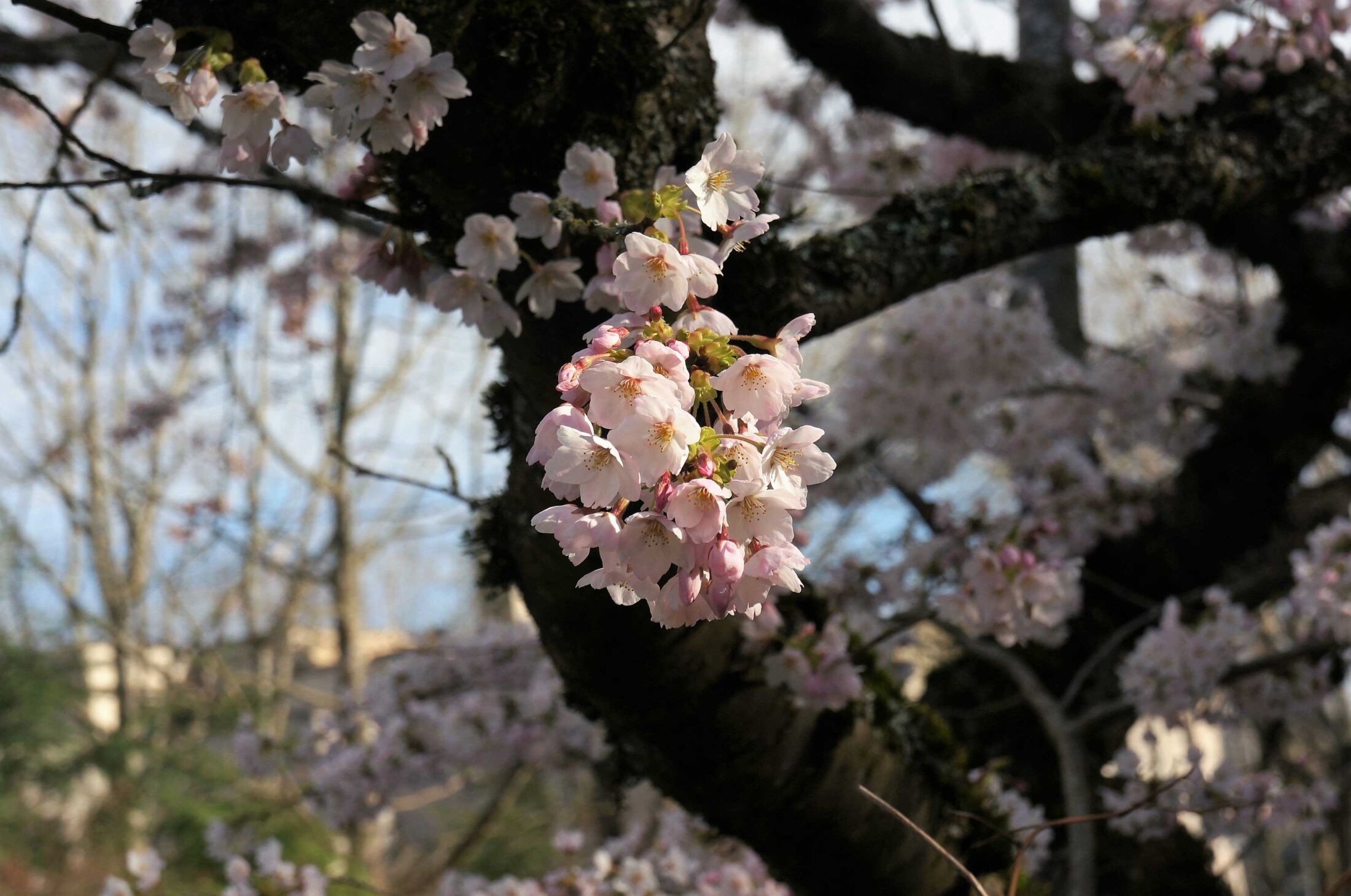 A cluster of blossoms on a cherry tree