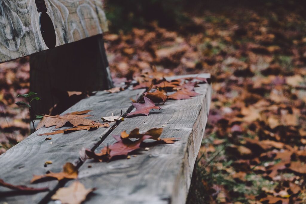 Leaves on grayed bench