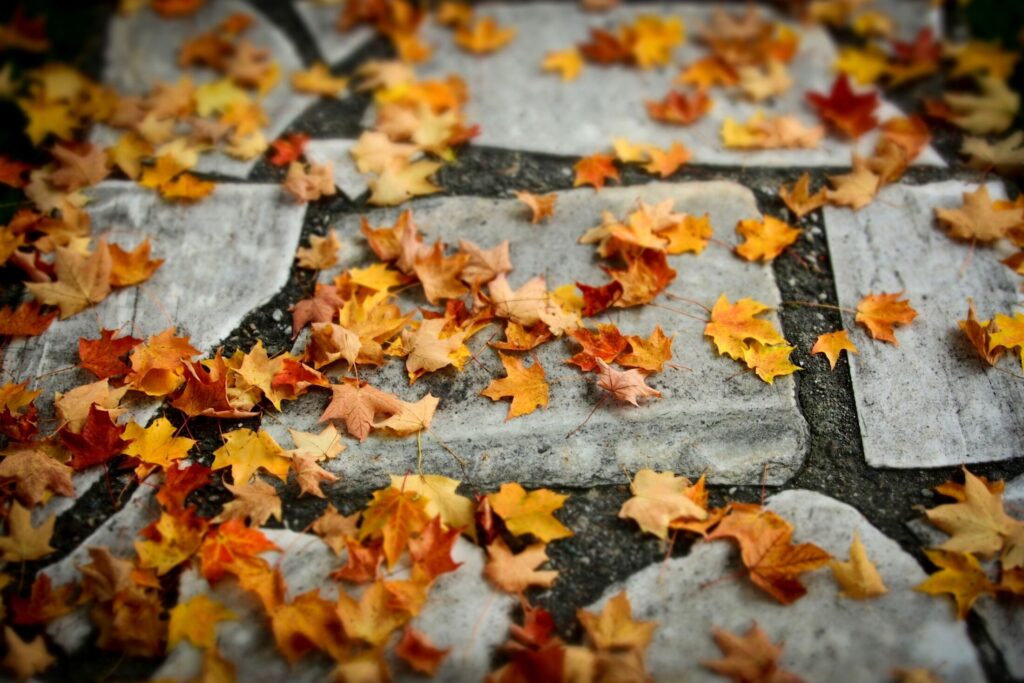 Maple leaves on pavers
