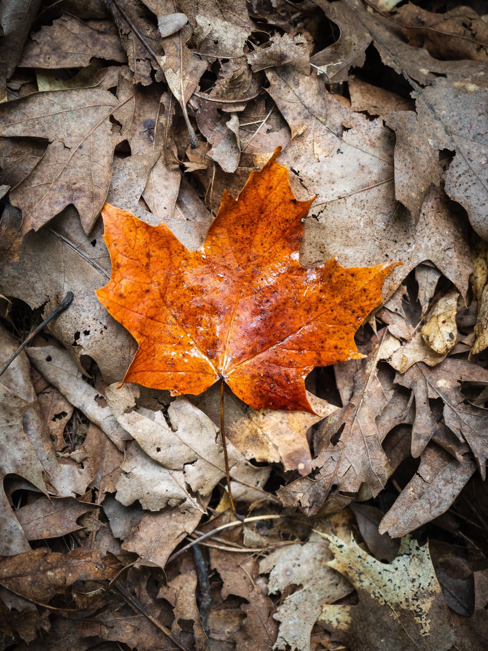 The Self-Compassion Break: The Purposeful Pause, Part 2An article by Tim BurnettOctober 2022