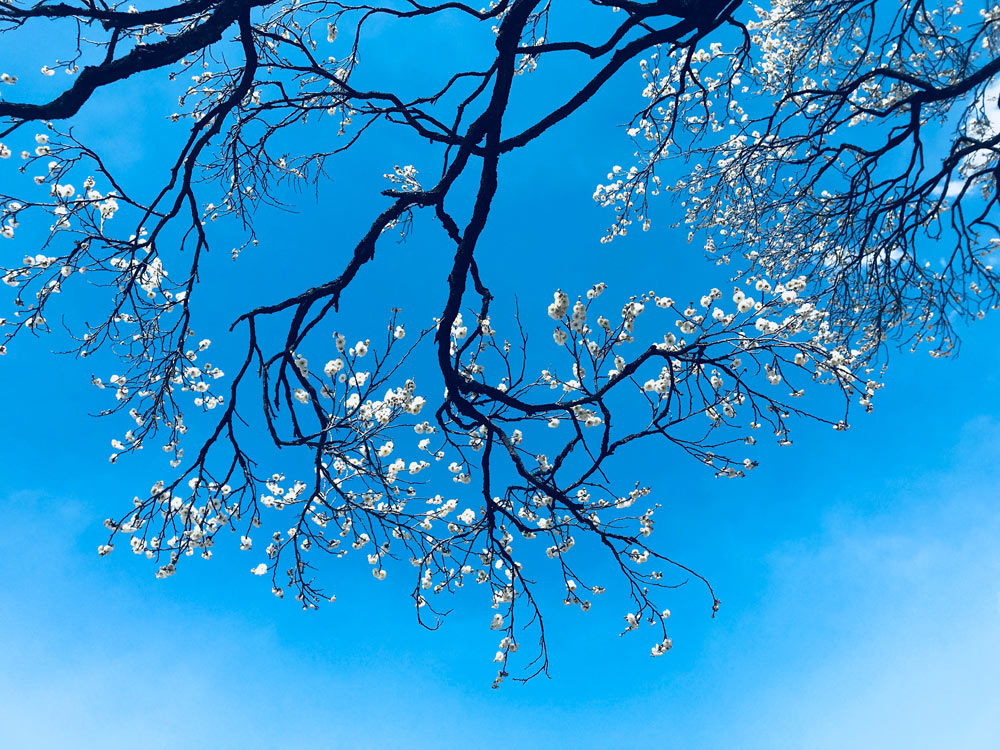 White flower buds on tree branches against a blue sky