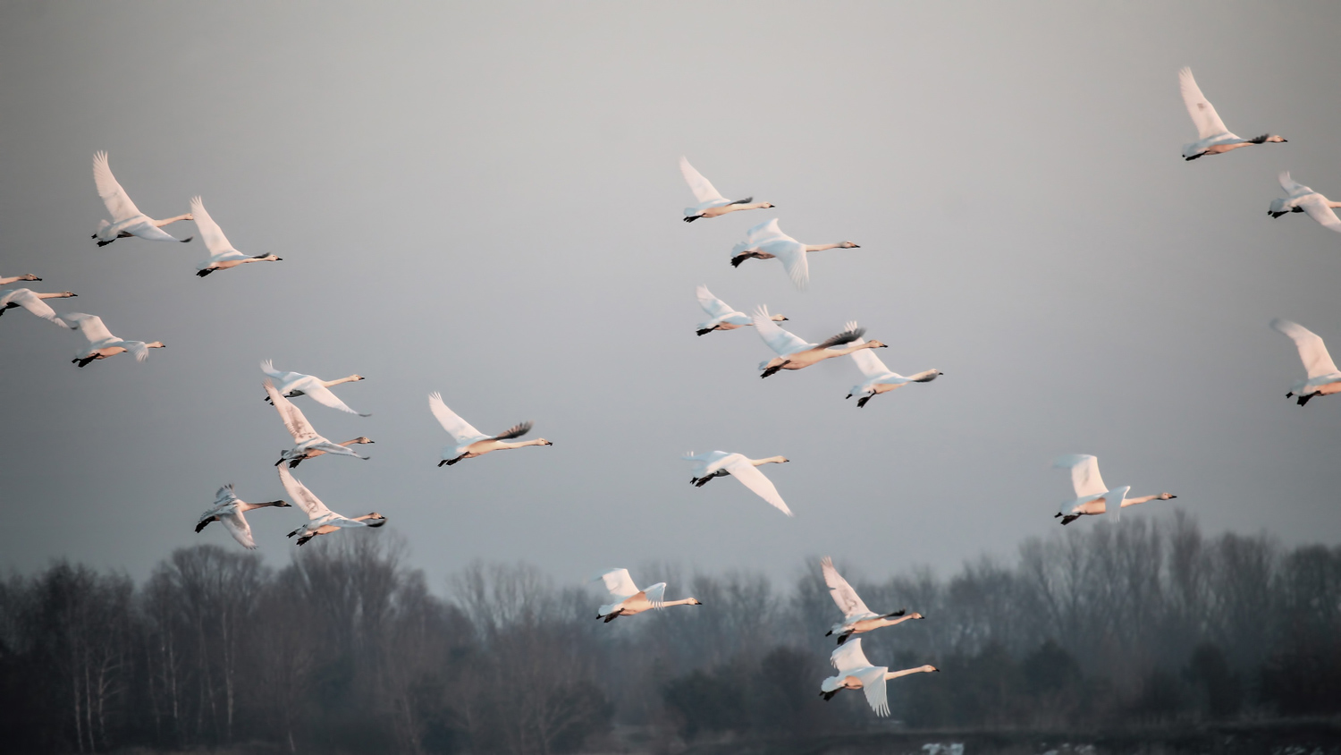 A flock of white geese in flight