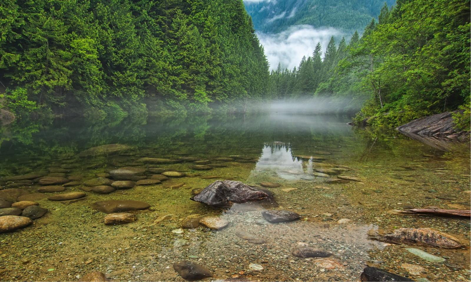 A clear stream in a piney forest.