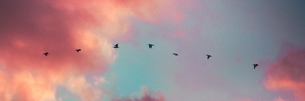 A line of birds flying with pink clouds behind them.