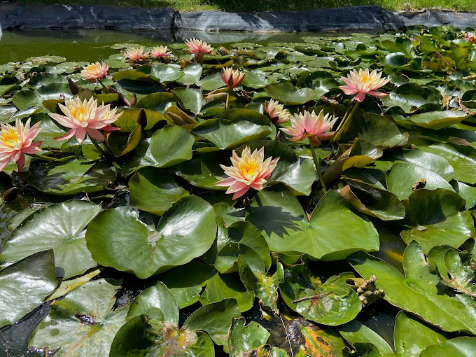 Lily pads with pink lotus flowers