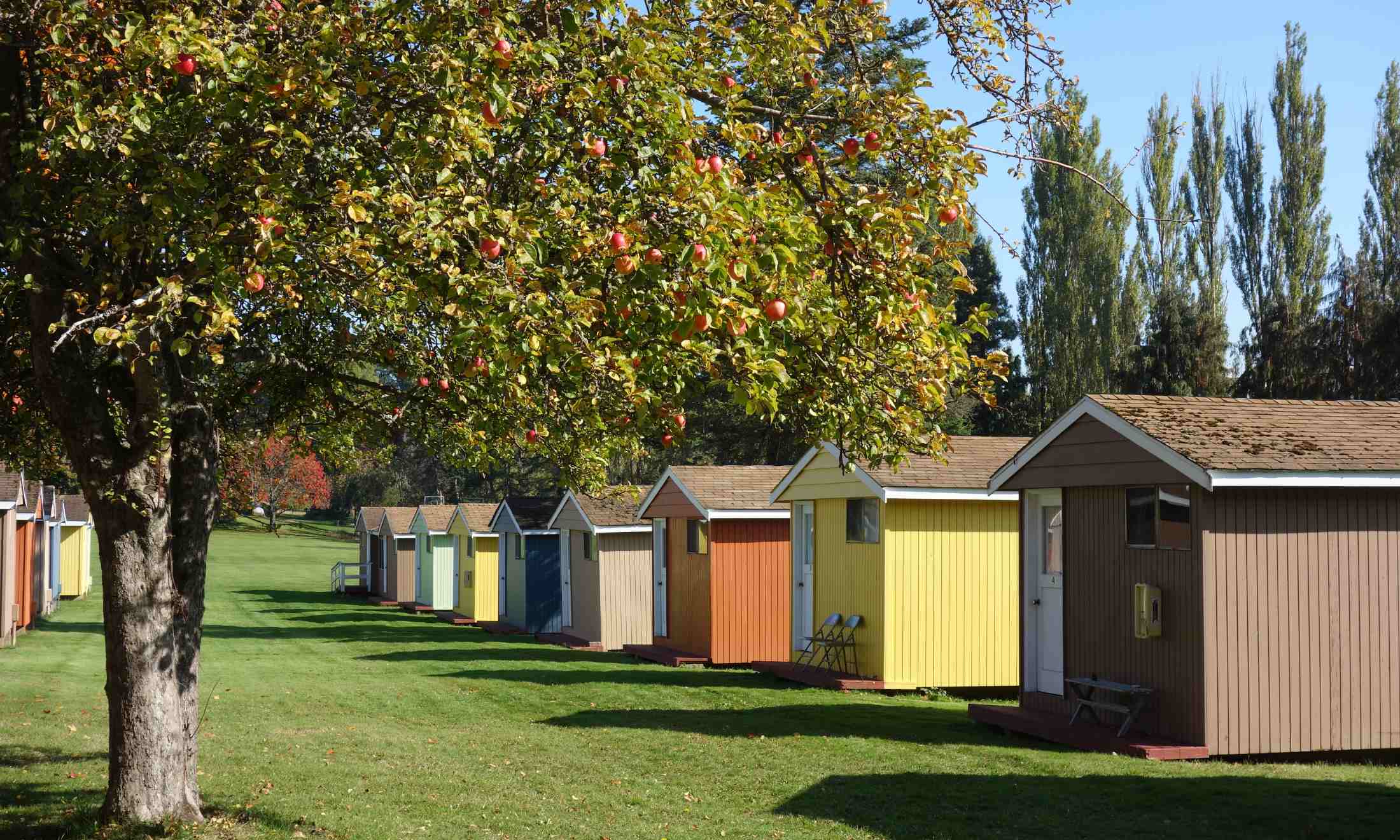 An apple tree hangs above colorful cabins at camp samish.