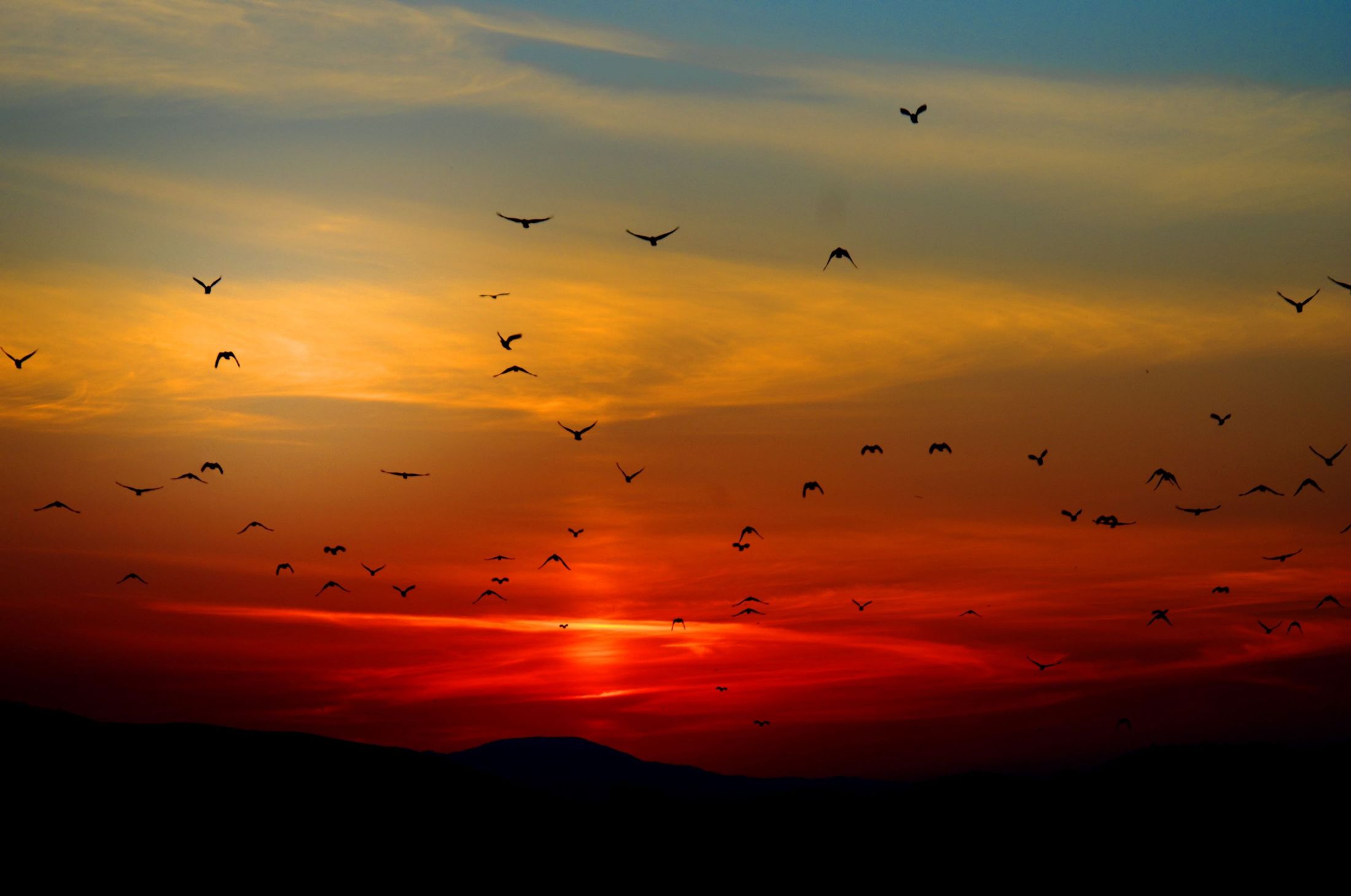 Birds silhouetted against a cloudy sunset sky.