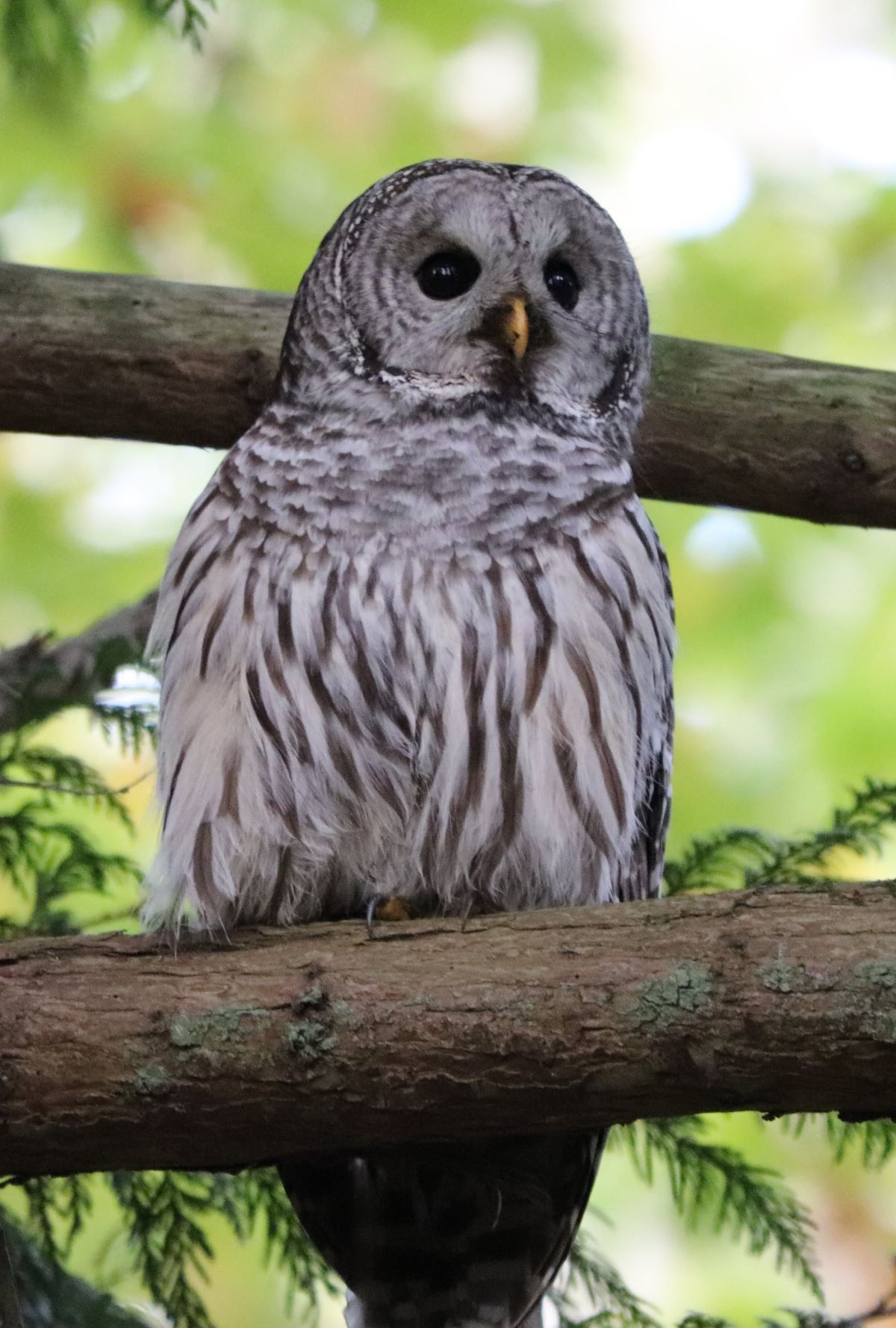 A barred owl, with brow vertical stripes in white feathers, peers perching on a cedar branch. 