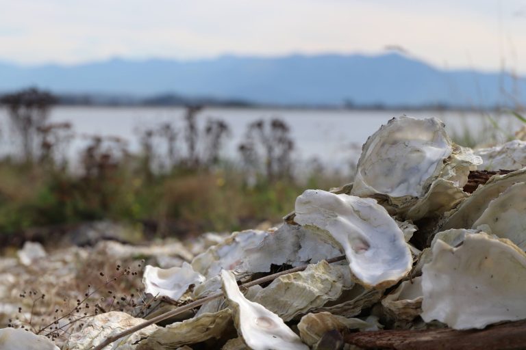 oyster-shells-beach-samish-retreat-wa