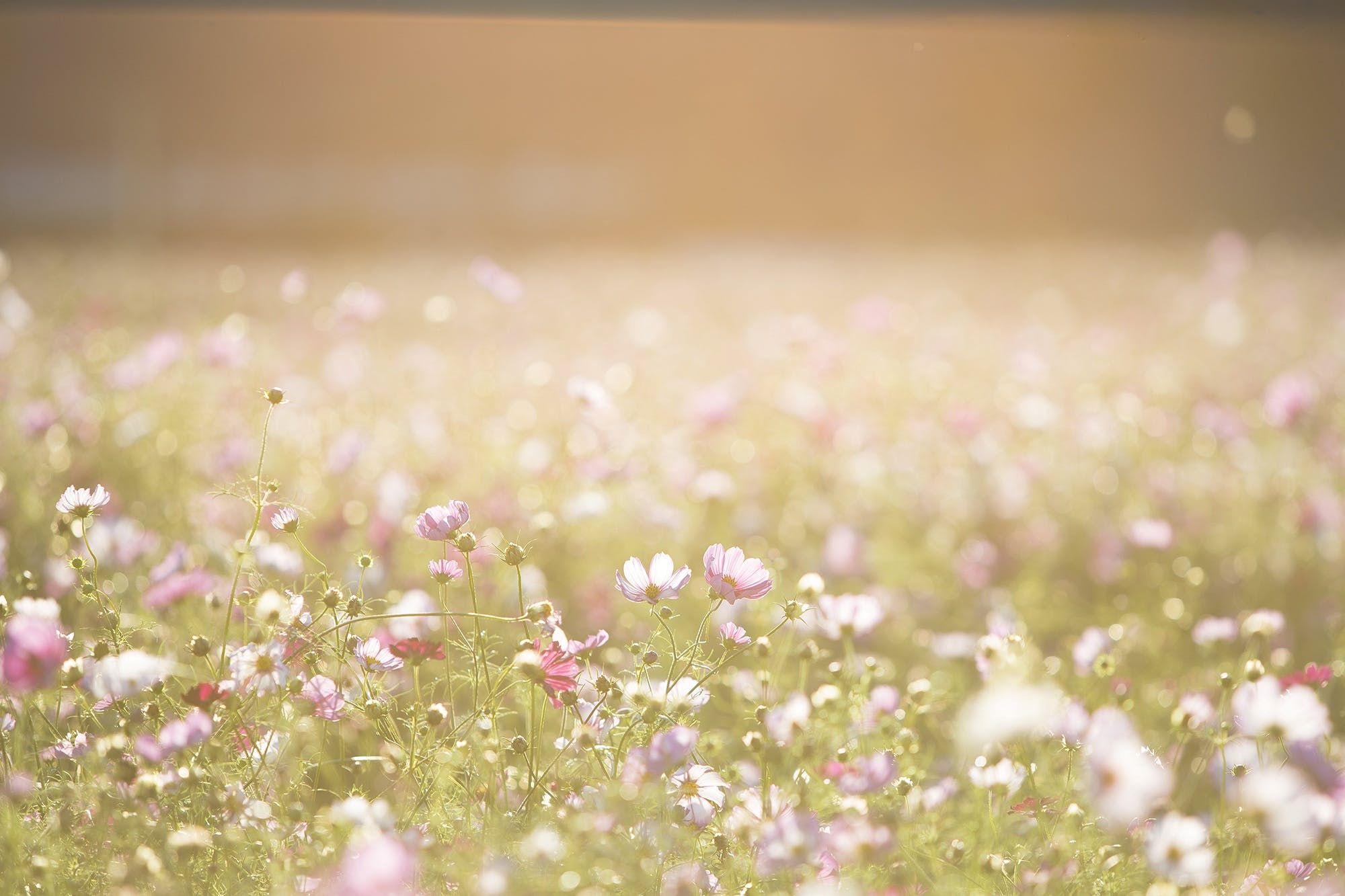 a sunny flower field