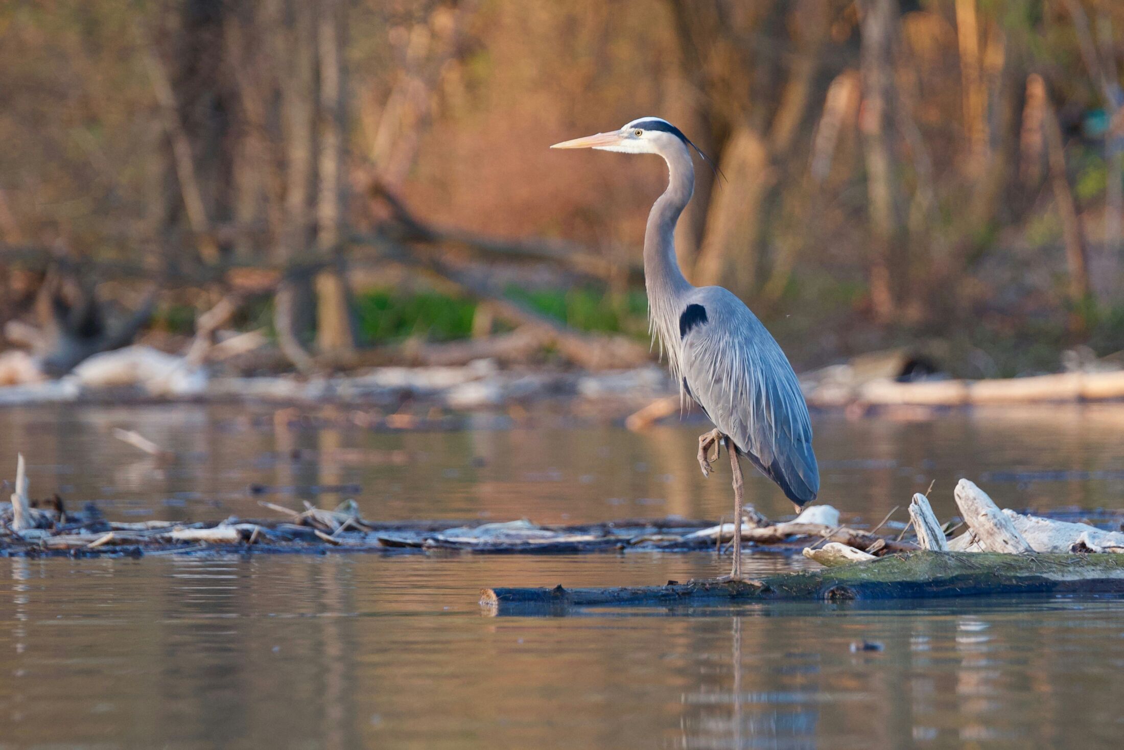 Herons, Humans, or Hydrangeas: Possibilities for Presence in Living ConnectionsAn article by Ellen Zocher | June 2024