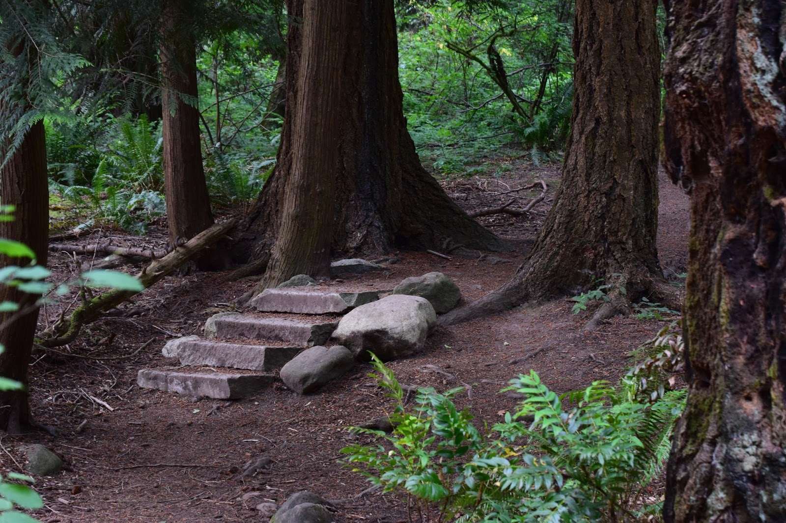 Four stone steps along a trail through the forest in Seward park.