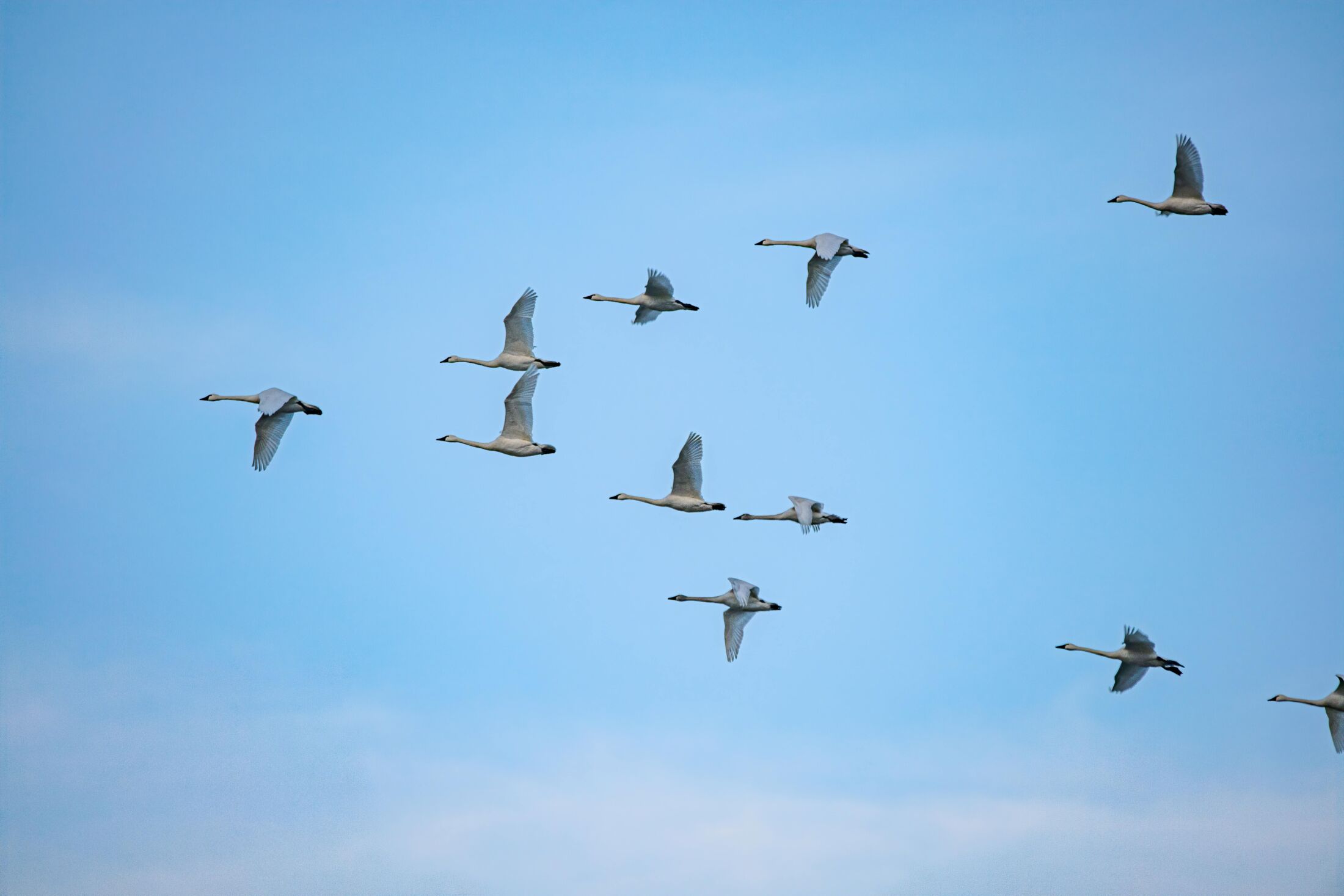 wild geese on a blue sky background<br />
